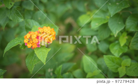 沖縄で寄り添うように咲く黄色のランタナの花 沖縄で寄り添うように咲く黄色のランタナの花 97279428