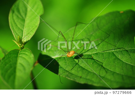 ヒラスベザトウムシ 97279666