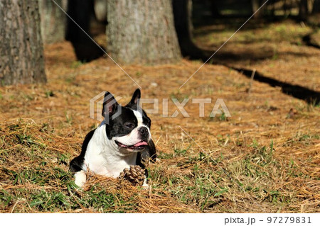 2022日本一幸せな鳩山町農村公園近くの松林に伏せて森の中を見つめる可愛いボストンテリアのマイティ君 97279831