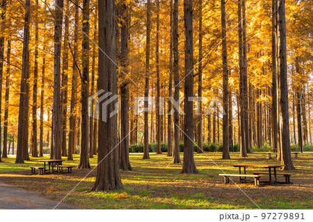 《東京都》紅葉のメタセコイアの森・秋の夕暮れ 《東京都》紅葉のメタセコイアの森・秋の夕暮れ 97279891
