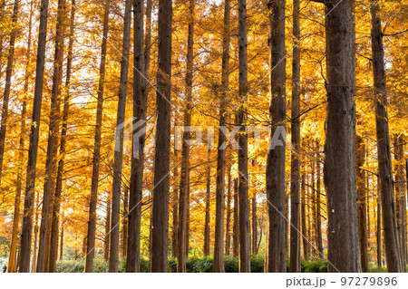 《東京都》紅葉のメタセコイアの森・秋の夕暮れ 97279896