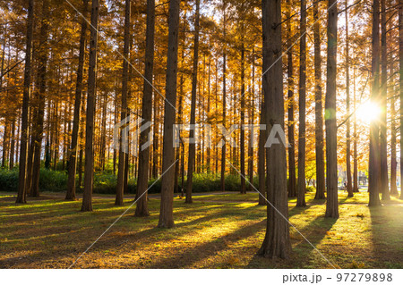 《東京都》紅葉のメタセコイアの森・秋の夕暮れ 《東京都》紅葉のメタセコイアの森・秋の夕暮れ 97279898