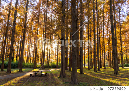 《東京都》紅葉のメタセコイアの森・秋の夕暮れ 97279899