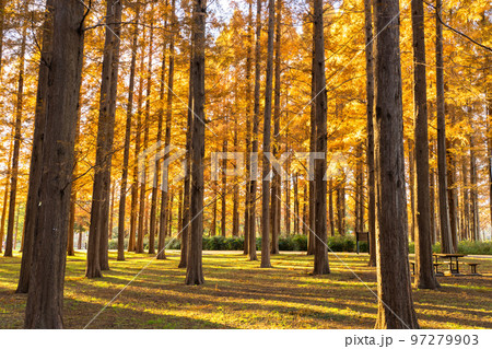 《東京都》紅葉のメタセコイアの森・秋の夕暮れ 《東京都》紅葉のメタセコイアの森・秋の夕暮れ 97279903