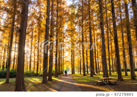 《東京都》紅葉のメタセコイアの森・秋の夕暮れ 《東京都》紅葉のメタセコイアの森・秋の夕暮れ 97279905