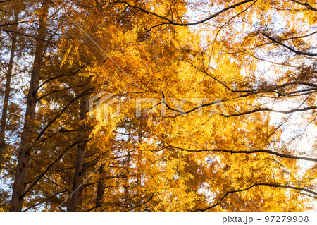 《東京都》紅葉のメタセコイアの森・秋の夕暮れ 《東京都》紅葉のメタセコイアの森・秋の夕暮れ 97279908