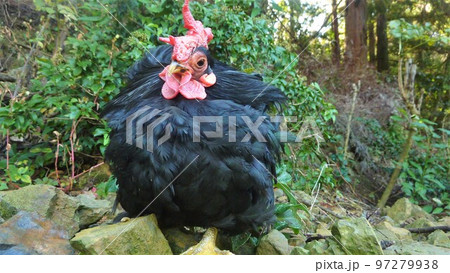 鶏の日常　そして思い出 97279938