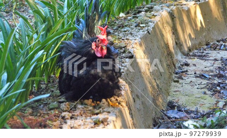 鶏の日常　そして思い出 97279939