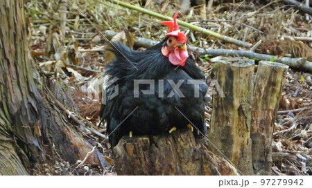 鶏の日常 そして思い出 鶏の日常 そして思い出 97279942