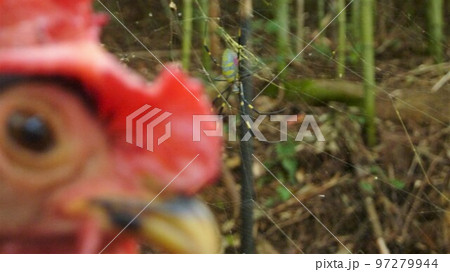 鶏の日常 そして思い出 鶏の日常 そして思い出 97279944