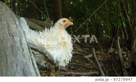 鶏の日常　そして思い出 97279947