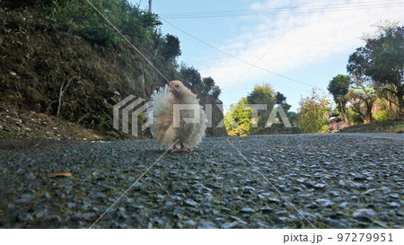 鶏の日常　そして思い出 97279951