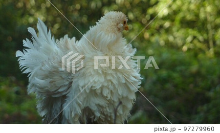 鶏の日常　そして思い出 97279960