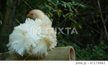 鶏の日常　そして思い出 97279962