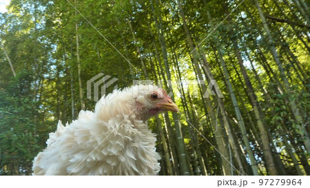 鶏の日常 そして思い出 鶏の日常 そして思い出 97279964