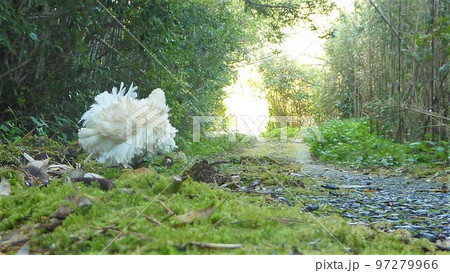 鶏の日常 そして思い出 鶏の日常 そして思い出 97279966