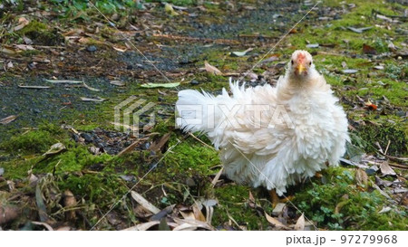 鶏の日常　そして思い出 97279968