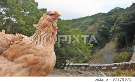 鶏の日常　そして思い出 97279970