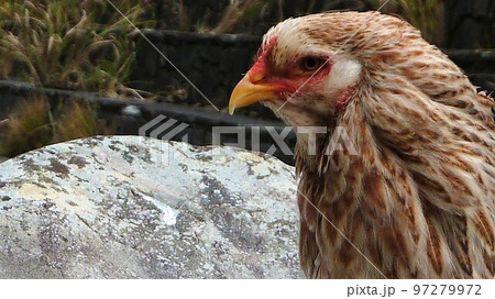 鶏の日常　そして思い出 97279972