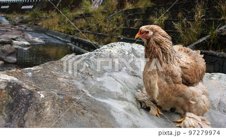 鶏の日常　そして思い出 97279974