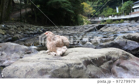 鶏の日常 そして思い出 鶏の日常 そして思い出 97279979