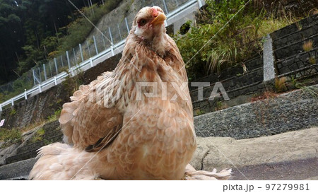鶏の日常 そして思い出 鶏の日常 そして思い出 97279981