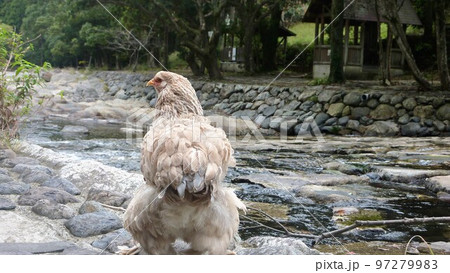 鶏の日常　そして思い出 97279983