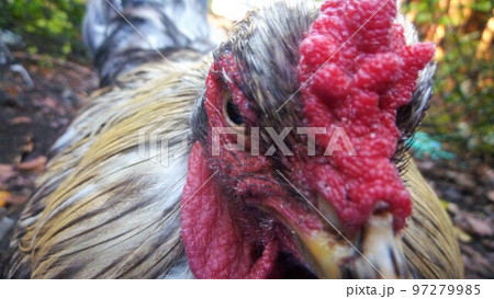 鶏の日常 そして思い出 鶏の日常 そして思い出 97279985