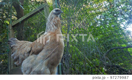 鶏の日常　そして思い出 97279987