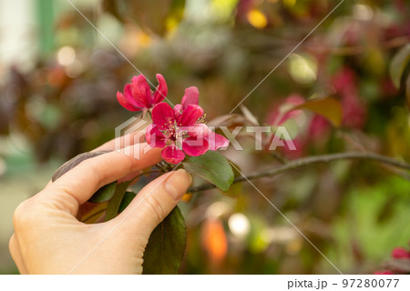 woman hand touching delicate pink flowers blooming oh apple tree branch in spring orchard close up woman hand touching delicate pink flowers blooming oh apple tree branch in spring orchard close up 97280077
