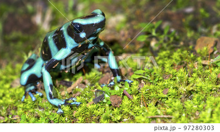 Green and Black Poison Dart Frog, Tropical Rainforest, Costa Rica Green and Black Poison Dart Frog, Tropical Rainforest, Costa Rica 97280303