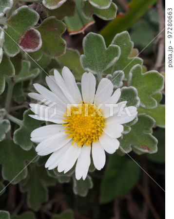アシズリノジギク（足摺野路菊）の花、ノジギクの変種 97280663