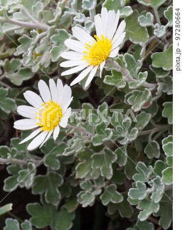 アシズリノジギク（足摺野路菊）の花、ノジギクの変種の写真素材