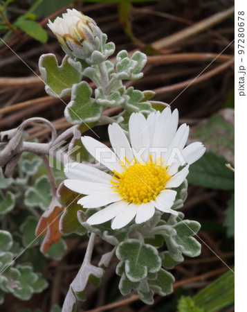 アシズリノジギク（足摺野路菊）の花、ノジギクの変種の写真素材