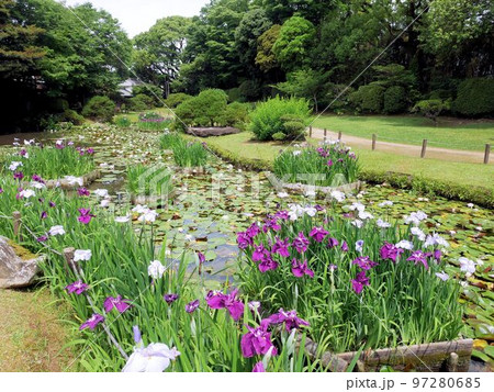 松浜軒の茶庭と肥後花菖蒲 (熊本県八代市) 松浜軒の茶庭と肥後花菖蒲 (熊本県八代市) 97280685