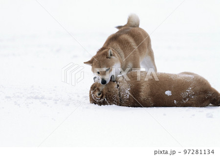 あきらめた柴犬 あきらめた柴犬 97281134