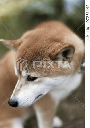 うつむく柴犬 うつむく柴犬 97281142