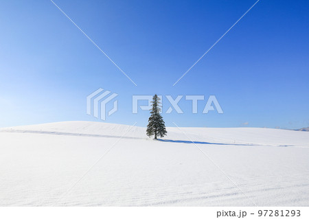 【北海道美瑛町】青空と雪原とクリスマスツリーの木 【北海道美瑛町】青空と雪原とクリスマスツリーの木 97281293