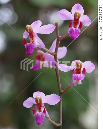 ファレノプシス ・プルケリマ 　Phalaenopsis pulcherrima　（洋ランの原種） 97281754