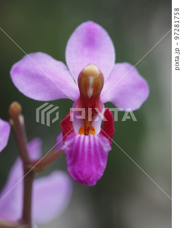 ファレノプシス ・プルケリマ 　Phalaenopsis pulcherrima　（洋ランの原種） 97281758