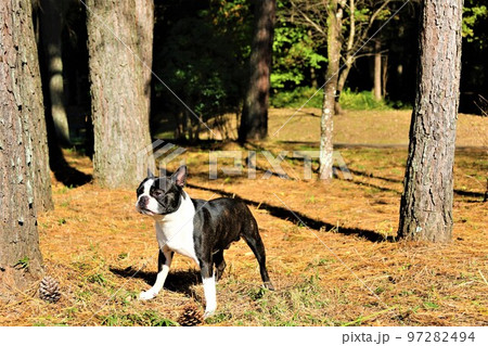 2022日本で一番幸せな町鳩山町農村公園近くの松林で里山を眺める可愛いボストンテリアのマイティ君♡ 97282494