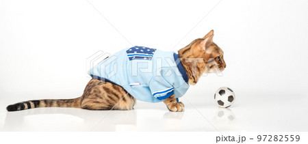 Bengal cat on a white background plays with a soccer ball. Waiting for the World Cup Bengal cat on a white background plays with a soccer ball. Waiting for the World Cup 97282559