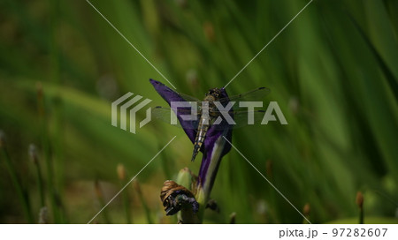 花菖蒲に停まるヨツボシトンボ 97282607