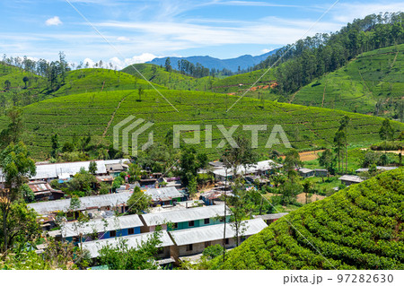 Sri Lanka Tea Plantation. Green Fields. Haputale, Sri Lanka. 97282630
