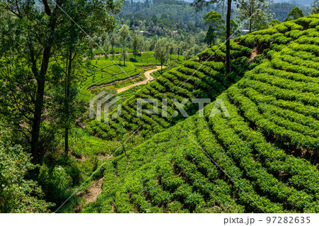 Sri Lanka Tea Plantation. Green Fields. Haputale, Sri Lanka. 97282635