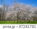 満開の水元公園のサクラ 97282782