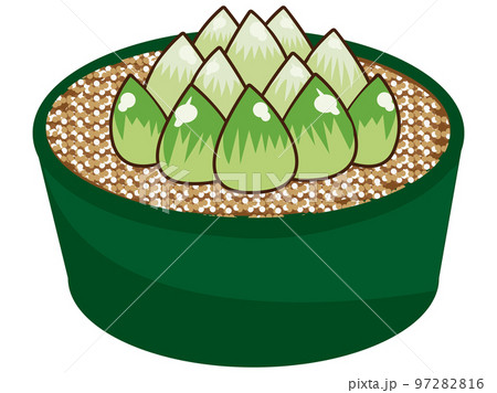 ハオルチア 97282816