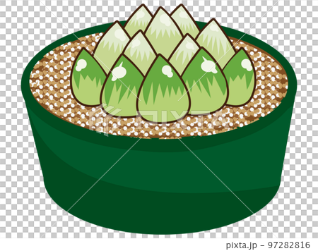 ハオルチア 97282816