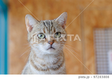 アメリカンショートヘア アメリカンショートヘア 97283808