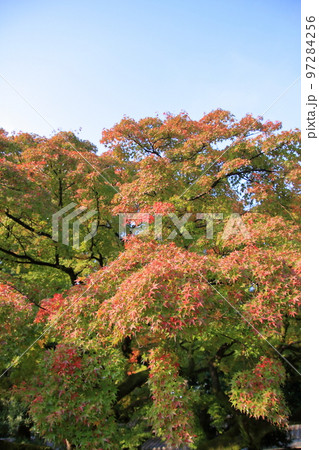 2020年11月秋の早朝の京都御所の紅葉 97284256